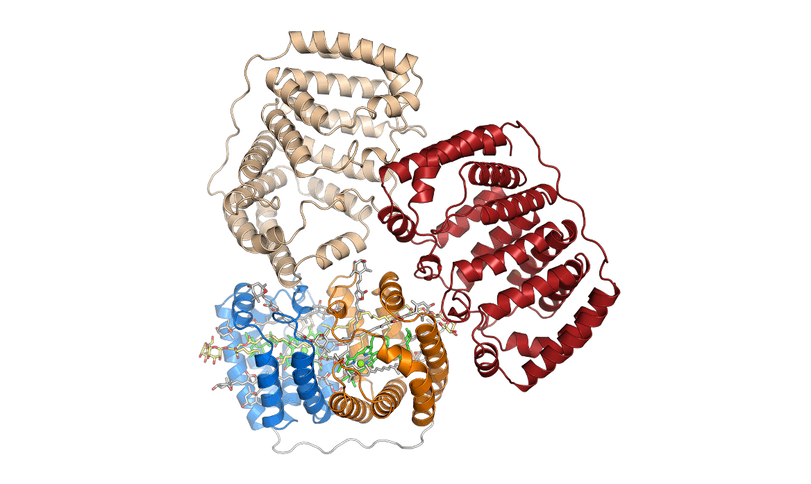 A Protein Molecule